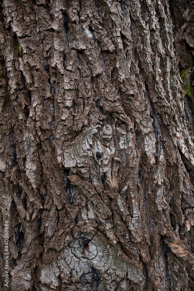 Salix alba 