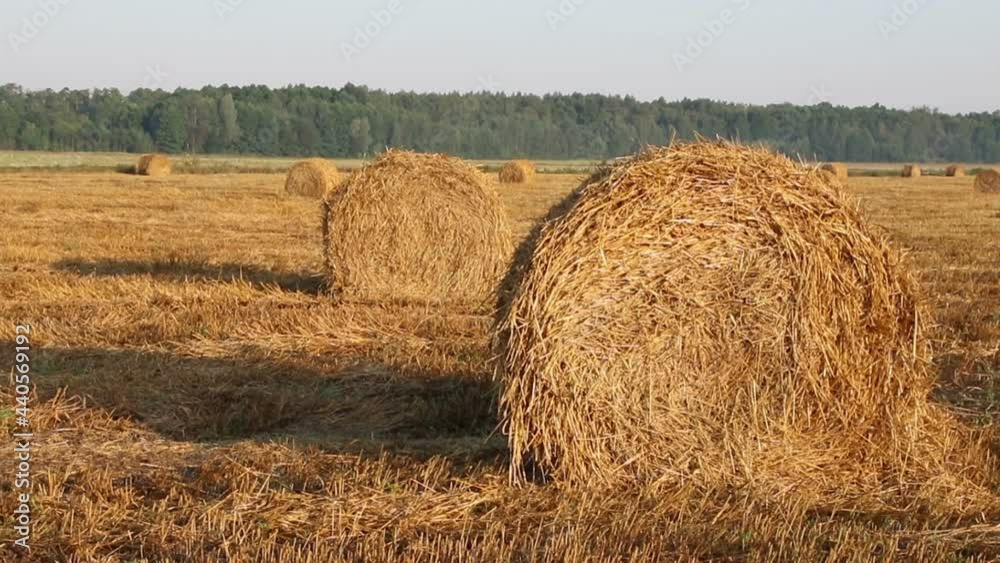 Summer field with rolls of hay on sunrise, countryside Summer field with rolls of hay on sunrise, countryside