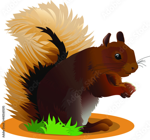 Wild North American red squirrel with nut illustration clip Art
