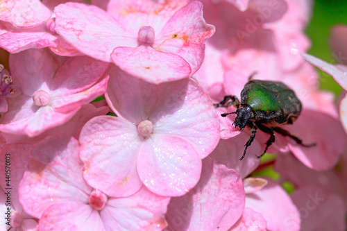 アジサイとハナムグリ 金山アジサイ園 福岡県糸田町 Hydrangea and Cetoniinae Kanayama Hydrangea garden Fukuoka-ken Itoda town