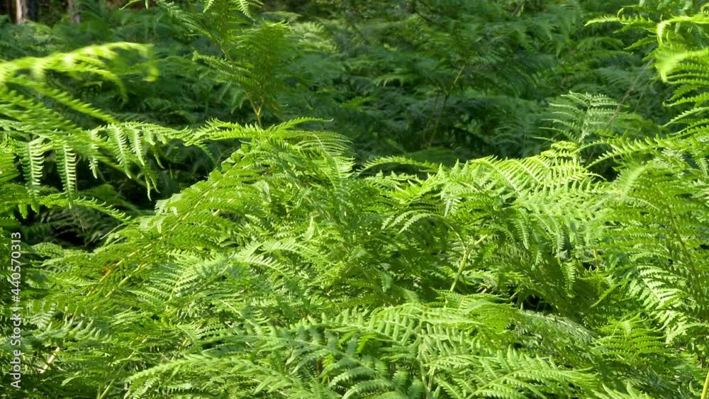 Fern in woodland moving in gentle breeze Fern in woodland moving in gentle breeze