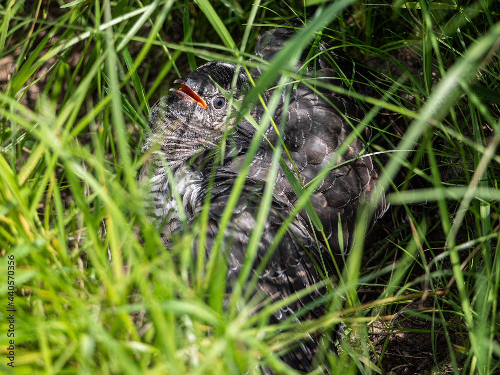 Junger Kuckuck (Cuculus canorus) der noch gefüttert wird, versteckt im tiefen Gras Junger Kuckuck (Cuculus canorus) der noch gefüttert wird, versteckt im tiefen Gras