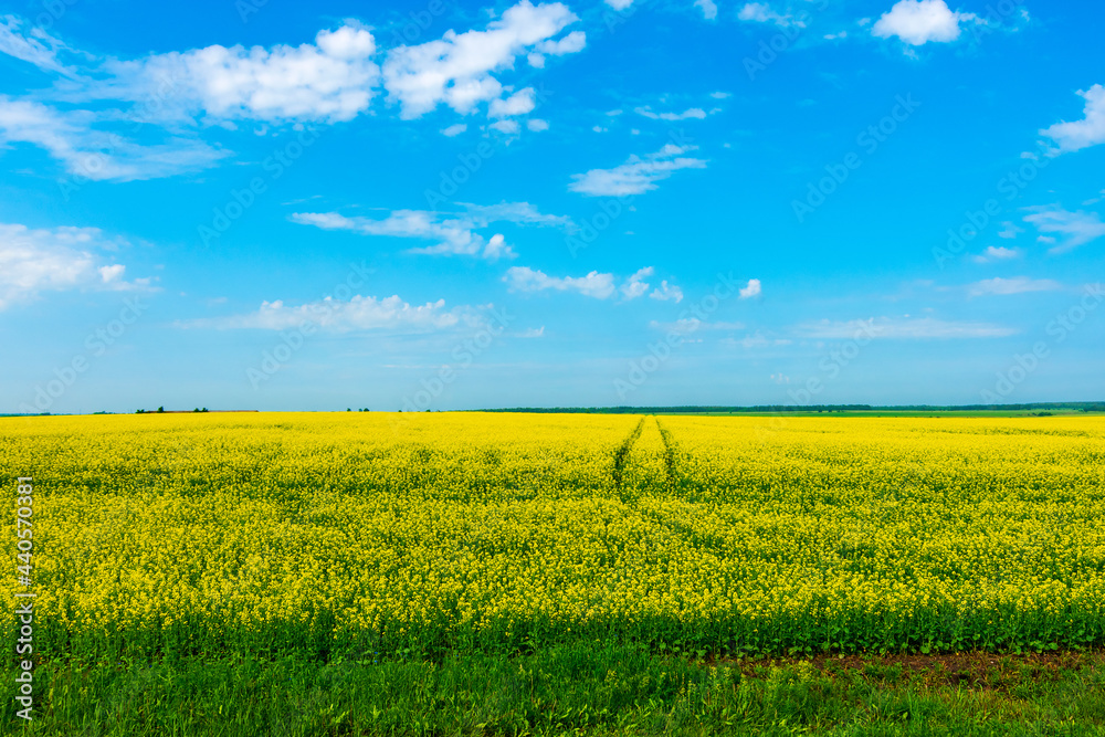 Rapeseed, canola or colza field. Field of rapeseed with beautiful cloud sky - plant for green energy Rapeseed, canola or colza field. Field of rapeseed with beautiful cloud sky - plant for green energy