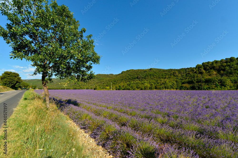 Lavender field and a tree by the side of the road at Le Castellet,  a commune in the Alpes-de-Haute-Provence department in southeastern France