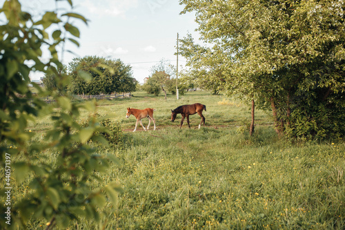 Two colts, reddish and brown, pastures between the trees in a countryside