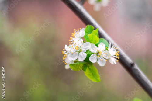 blossom in spring