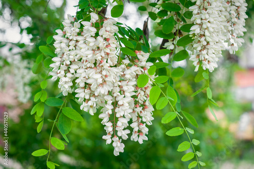 blossoming tree