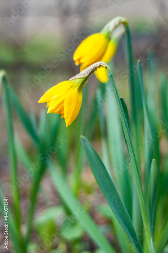 unopened daffodil