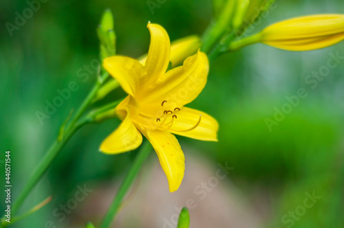 yellow lily flower