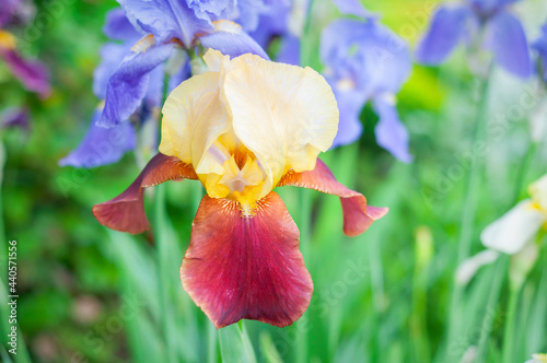 yellow iris flower