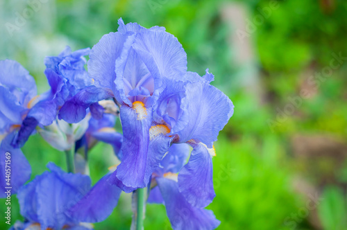 blue iris flower