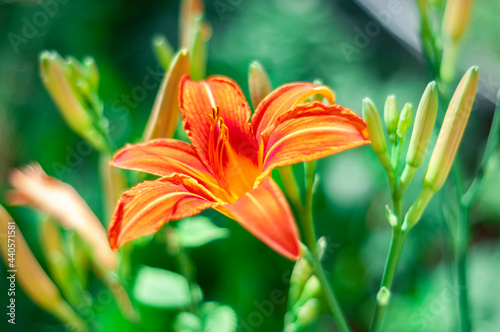 orange tiger lily