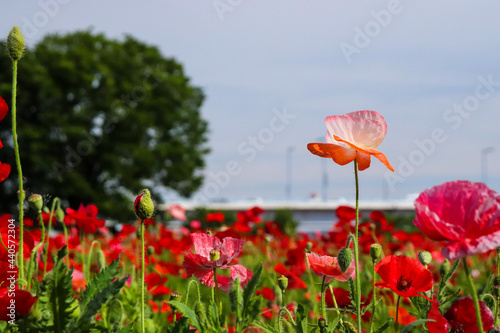 ポピー 赤い 草花 ガーデン 群生 木 美しい 綺麗 花畑 鮮やか 落ち着いた 日本