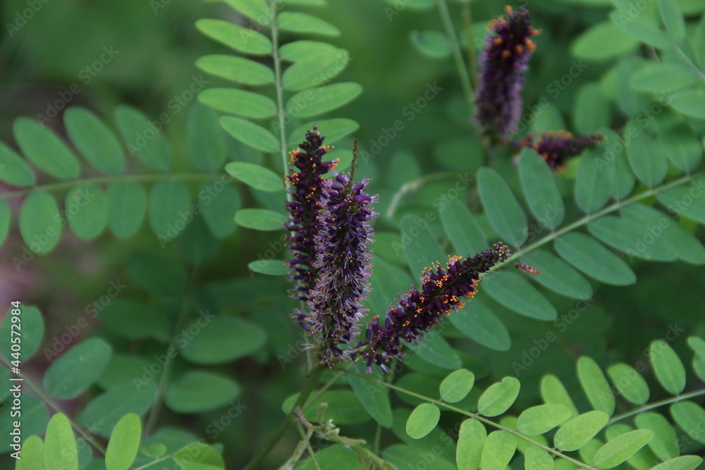 beautiful plant Deciduous shrub amorpha beautiful plant Deciduous shrub amorpha