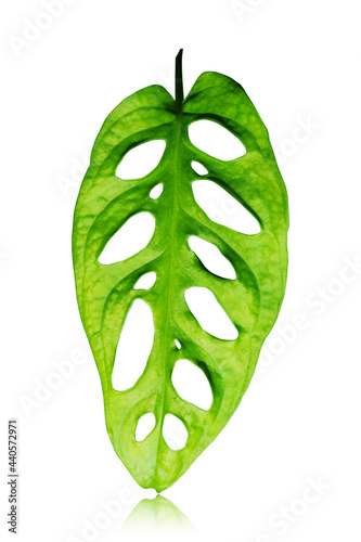 monstera adansonii in pots