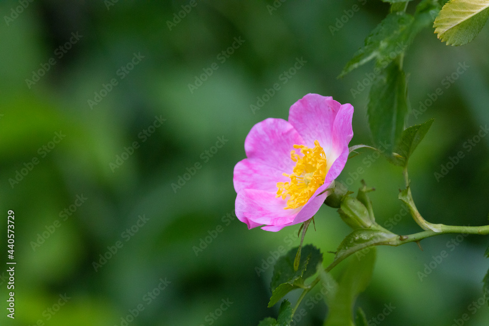 wild rose (Rosa canina). Petals and rosehips are edible and are used in natural medicine wild rose (Rosa canina). Petals and rosehips are edible and are used in natural medicine
