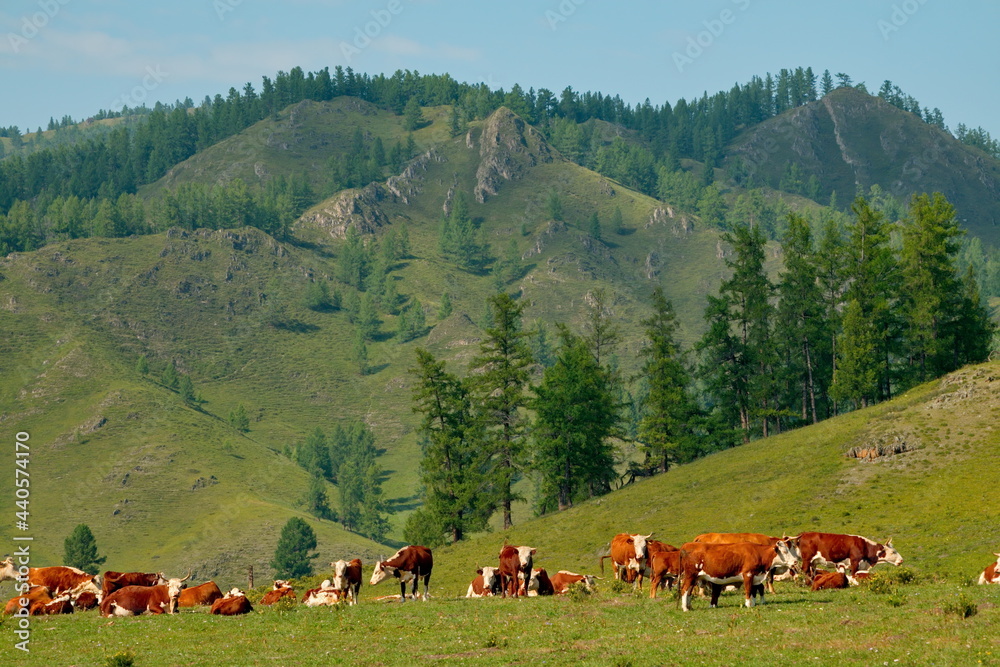 Russia. Gorny Altai. A herd of cows graze in the valley of the Yabogan River, surrounded by mountains with larch trees.