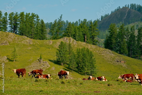Russia. Gorny Altai. A herd of cows graze in the valley of the Yabogan River, surrounded by mountains with larch trees.