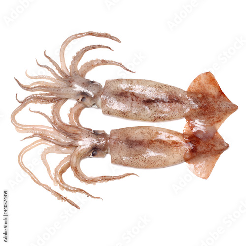 Fresh squid isolated on white background 