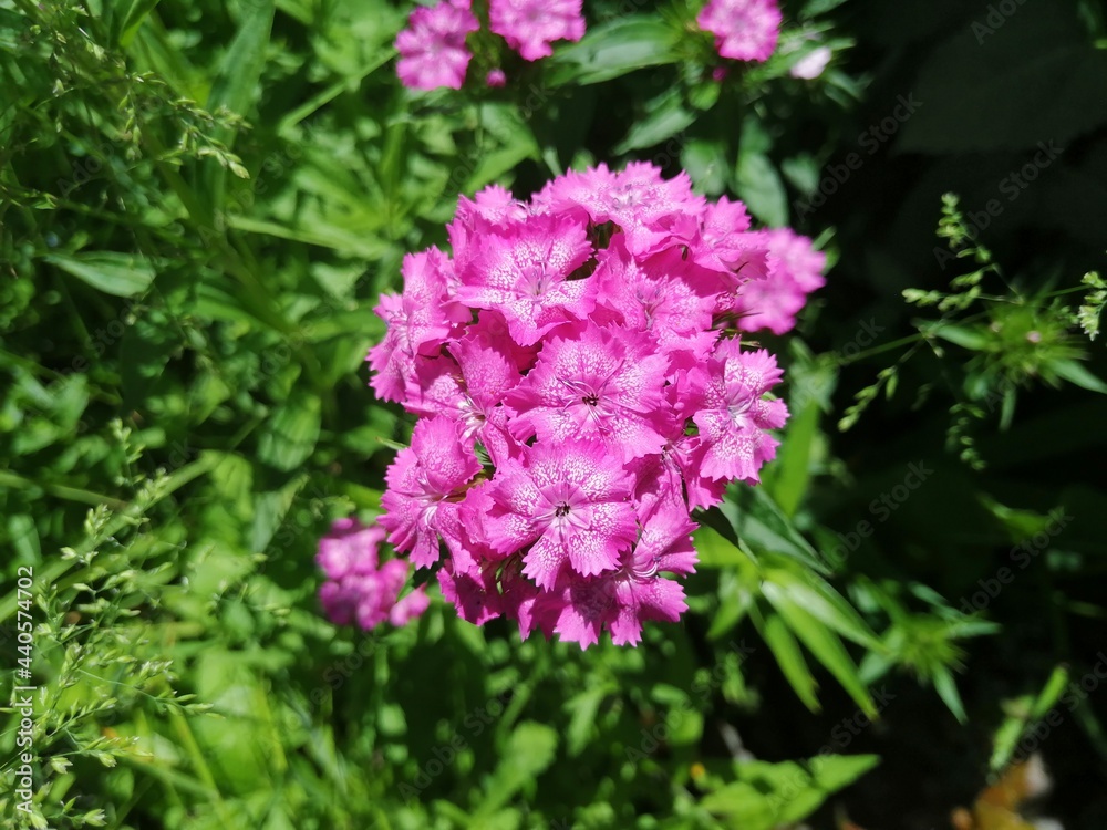 pink flowers in the garden pink flowers in the garden