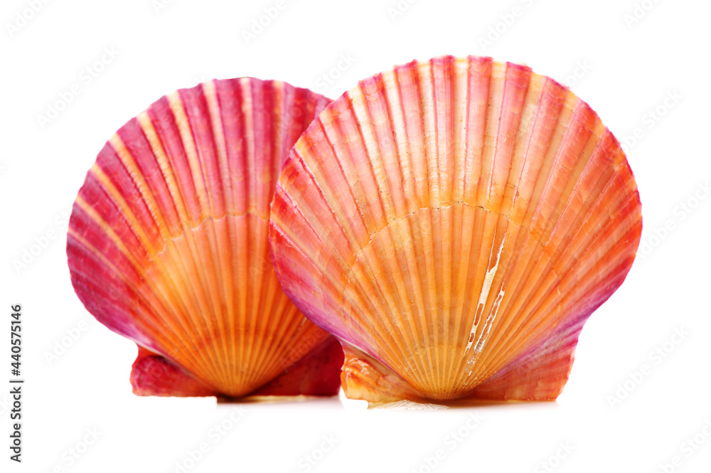 Fototapeta premium Raw scallop on white background 