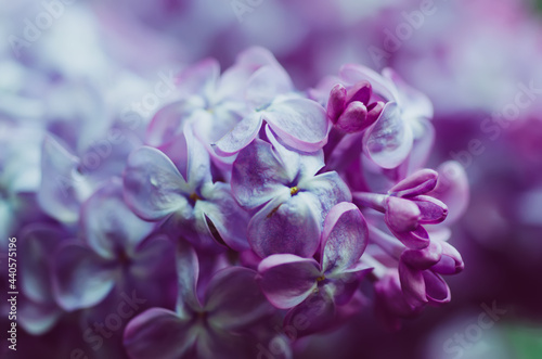 Lilac flowers macro