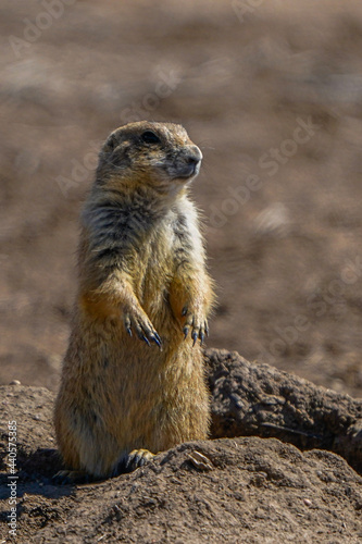 meerkat on guard © Steven