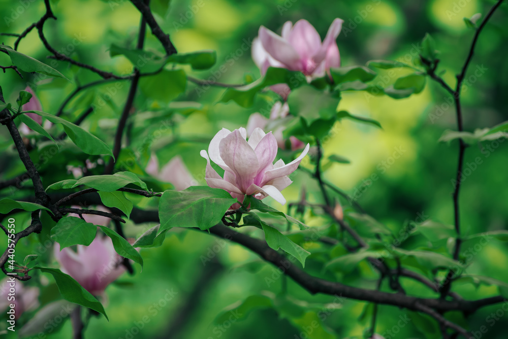 Magnolia spring flowers Magnolia spring flowers