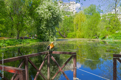 An old overgrown pond in the city park