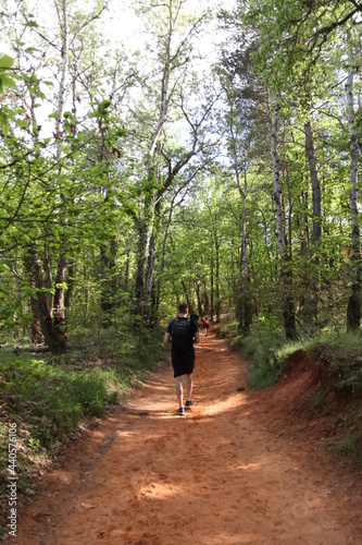 path in the woods