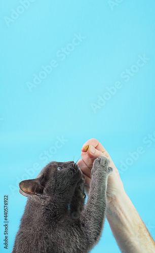 Cat breed Russian blue man treats a delicacy, the hand of a man feeds the animal, a vertical wide banner with free space for text
