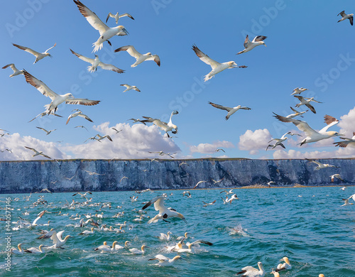 A flock of northern gannets flying in the North Sea near Bampton Cliffs, Yorkshire Coast, UK photo