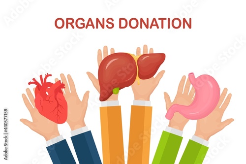 Donation organs. Doctors hands hold donor stomach, heart, liver for transplantation. Volunteer aid. Vector illustration