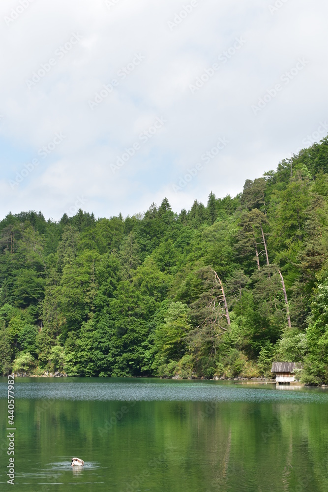 Fototapeta premium Alpsee