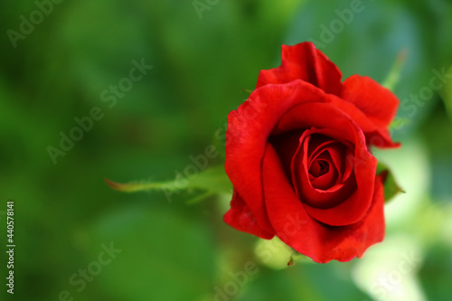 Beautiful red rose in a garden with lush greenery background