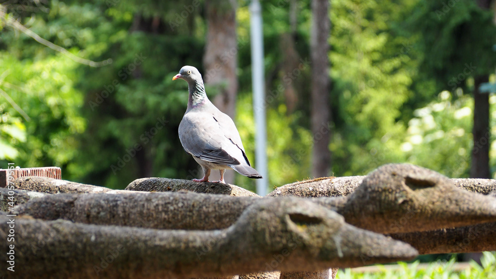 a gray dove stands on an old bird statue in the park among the trees, side view. nature