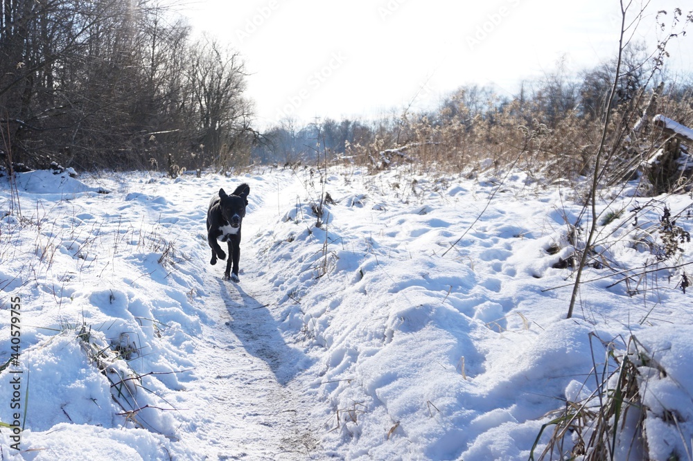 Labrador in snow