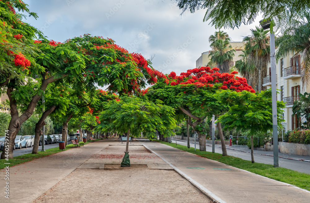 Fototapeta premium Delonix regia ( Royal Poinciana) trees blooming on Boulevard Rothschild in Tel Aviv.