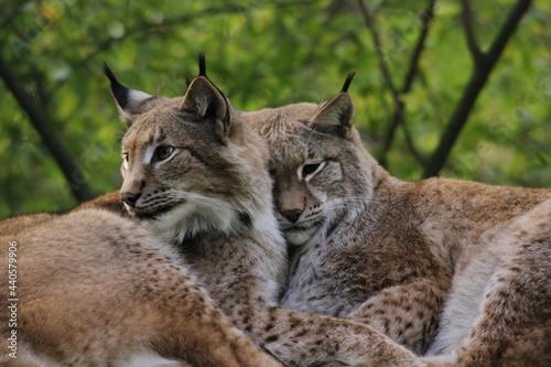 Luchs - Lynx © G_Hamburg