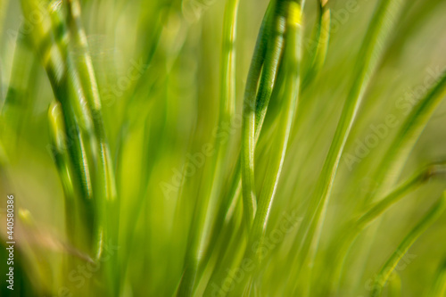 Extreme close-up of grass, reverse lens macro with very shallow depth of field focus. Blurred green background