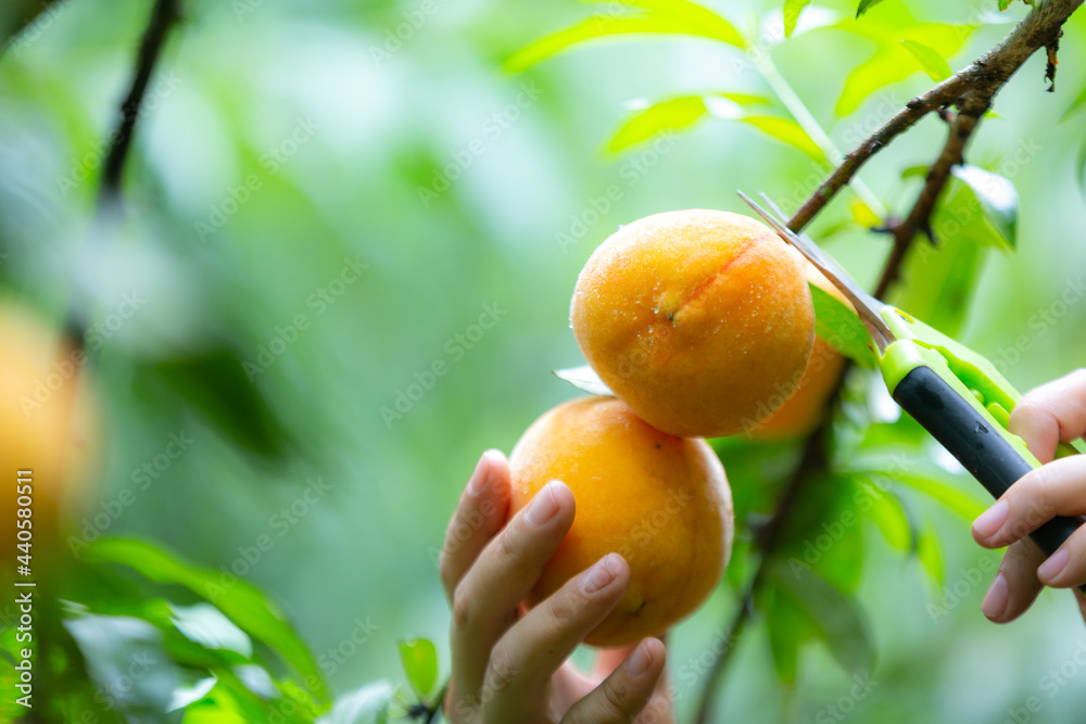 Woman's hand picking peaches from a tree Woman's hand picking peaches from a tree