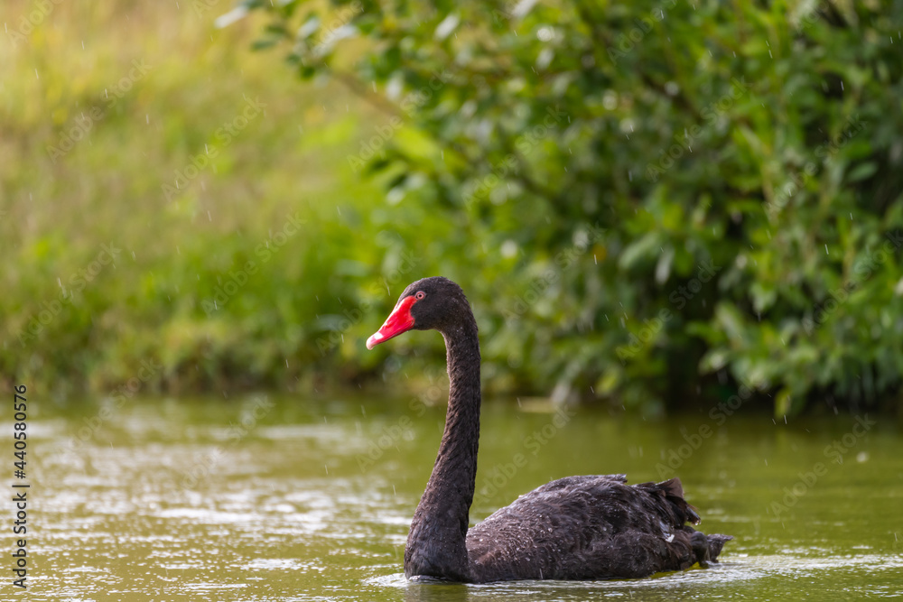 Obraz premium Black Swan Cygnus atratus in the lake is raining