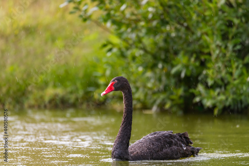 Black Swan Cygnus atratus in the lake is raining © Tatiana