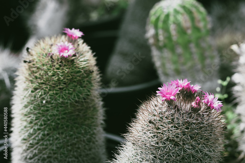 green Mammillaria cactus, a special type with pink flowers, on a blurred background