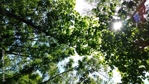 Green forest, low view, the wind blows through. The midday sunlight shines through the branches. To be seen as a shadow, giving the concept of the abundance of ecosystems