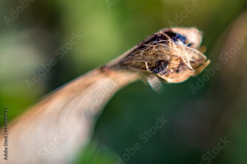 Fototapeta Naklejka Na Ścianę i Meble -  Extreme close-up of tree seed, reverse lens macro with very shallow depth of field focus. Blurred background