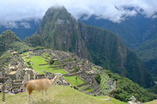 Peru Machu Picchu - Llamas of Machu Picchu