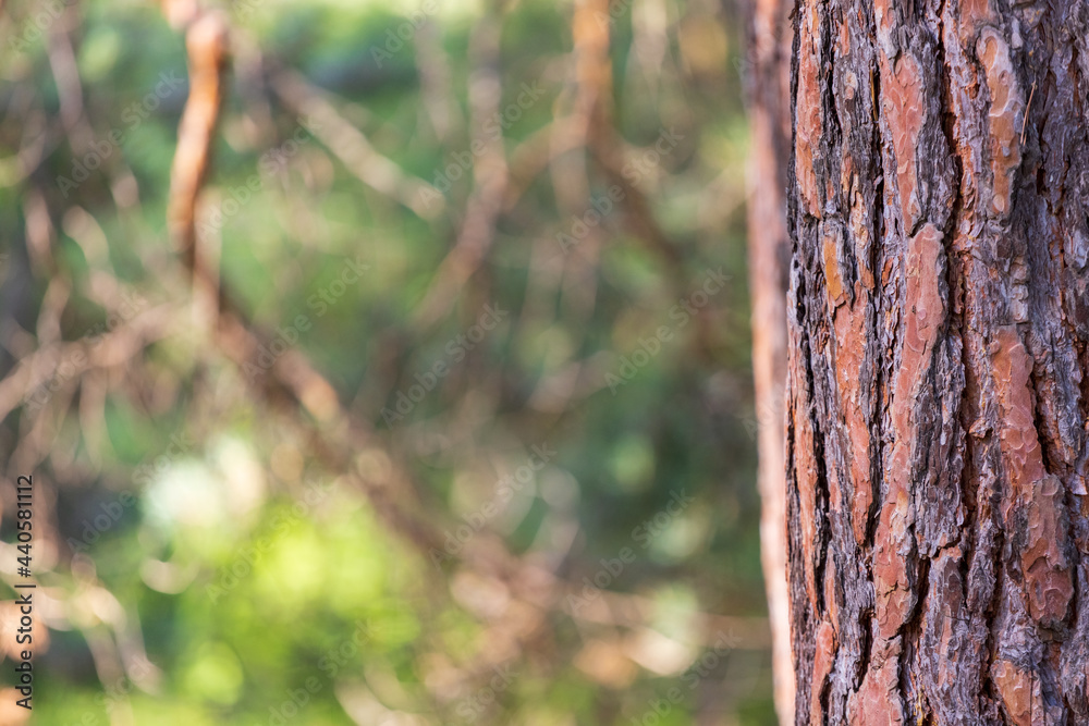 Pine trunk in pine forest close-up