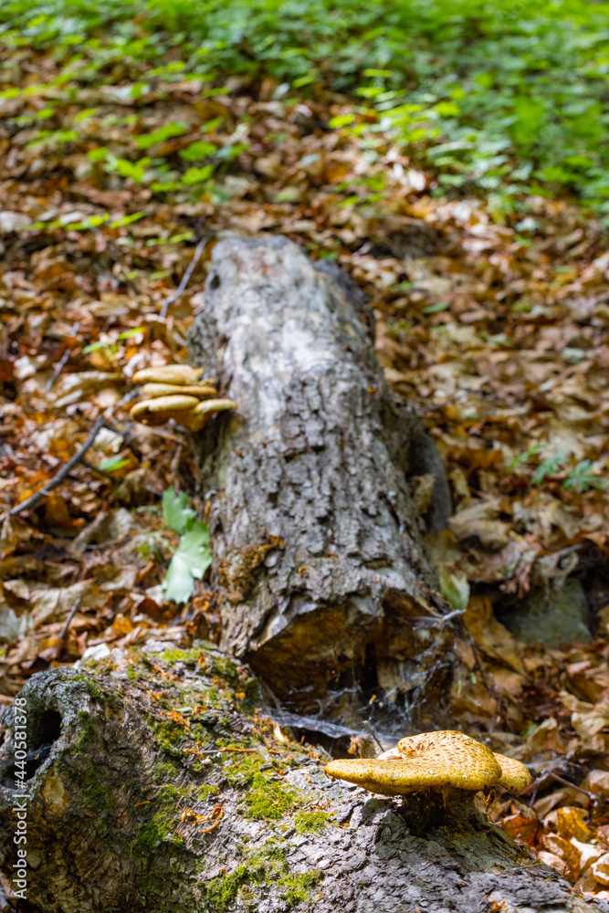 Tinder fungus on a log lying in a mystical forest.