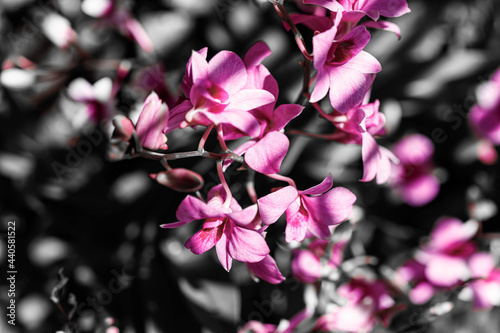 pink flowers